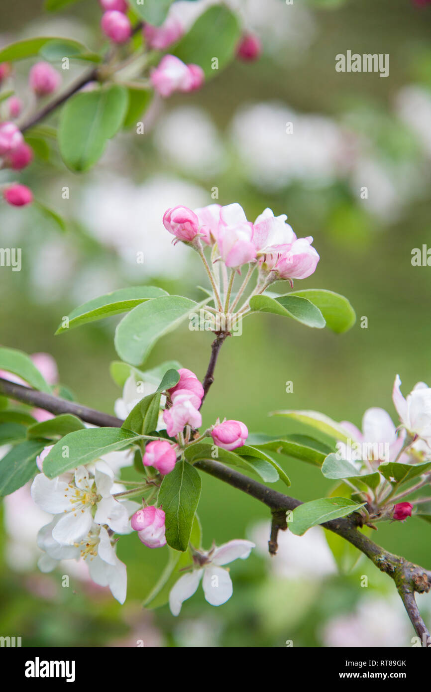 Pink apple blossom sul punto di scoppiare in bloom su un ramo di albero con lo sfondo in soft focus Foto Stock