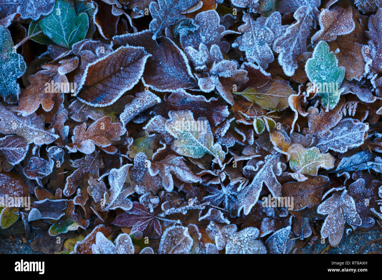 Frost coperto di foglie di autunno Foto Stock