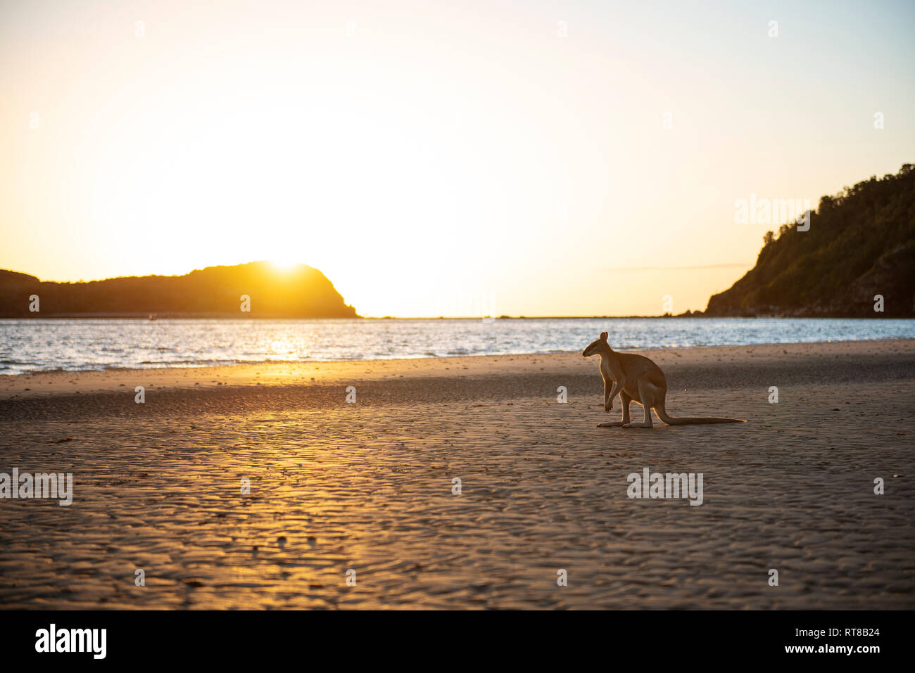 Australia, Queensland, Mackay, Cape Hillsborough National Park, canguro sulla spiaggia di sunrise Foto Stock