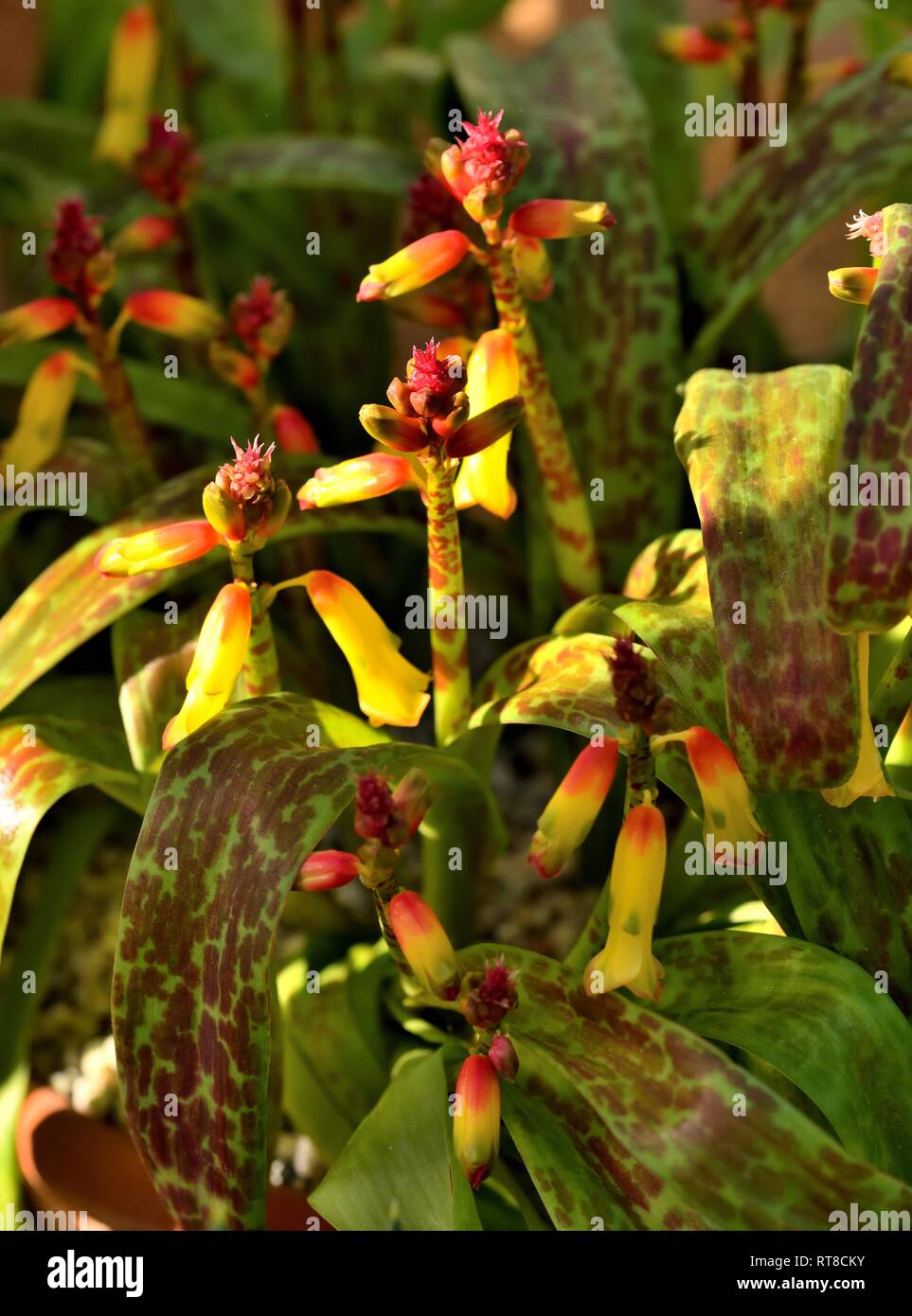 Lachenalia namaquensis in fiore Foto Stock