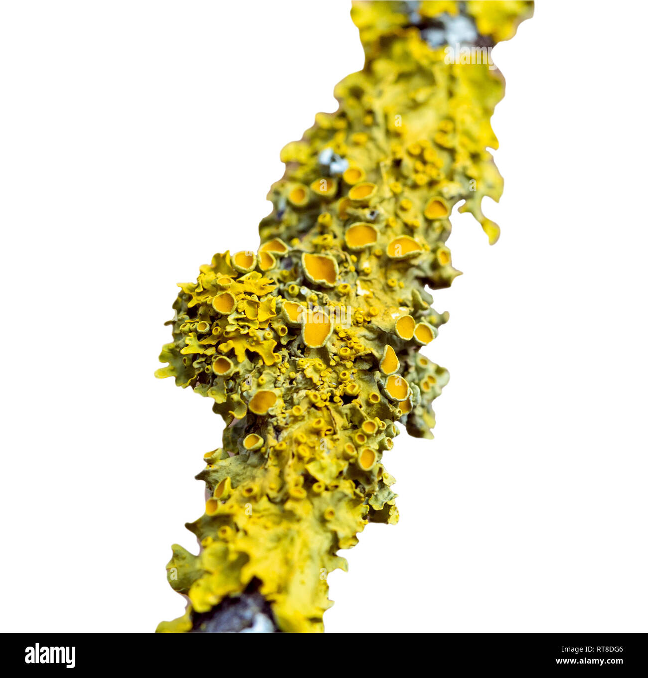 Xanthoria parietina, lichene arancione, giallo Lichen isolato su bianco Foto Stock