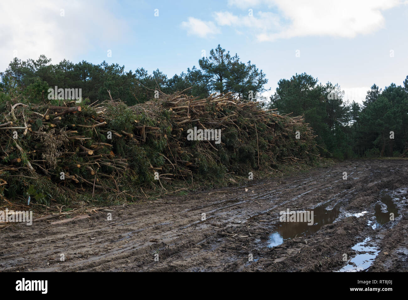 Mazzetto di rami e tronchi di alberi impilati su una strada fangosa nella foresta Foto Stock