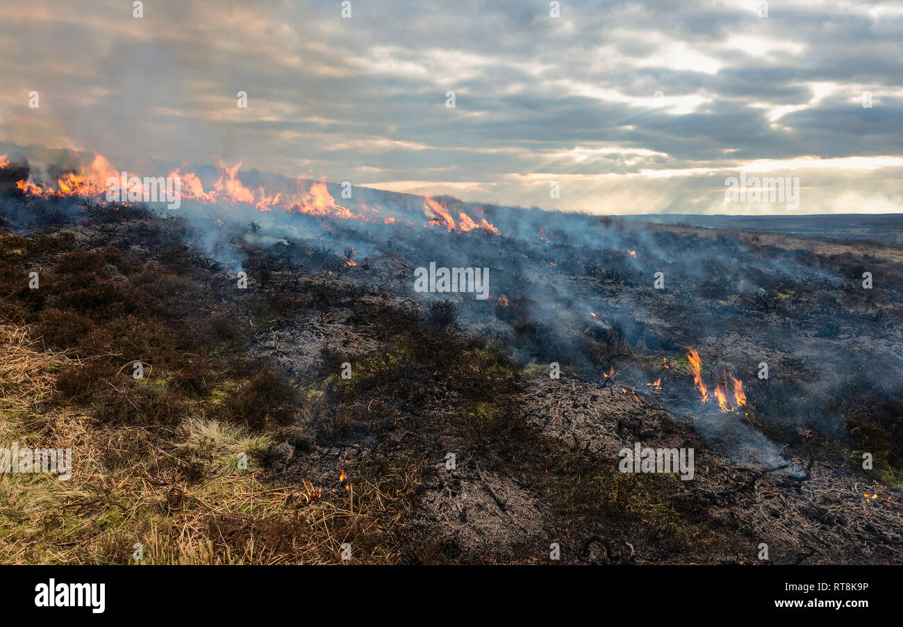 Le fiamme hanno fagocitato la brughiera/brughiera durante un periodo di siccità lungo il North York Moors nel tardo inverno vicino a Goathland, nello Yorkshire, Regno Unito Foto Stock