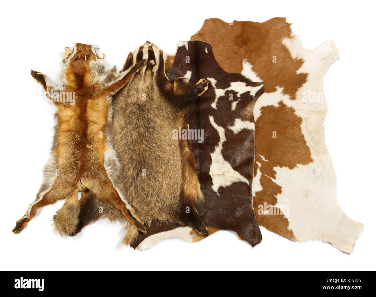 Varie pelli di animali su sfondo bianco Foto Stock