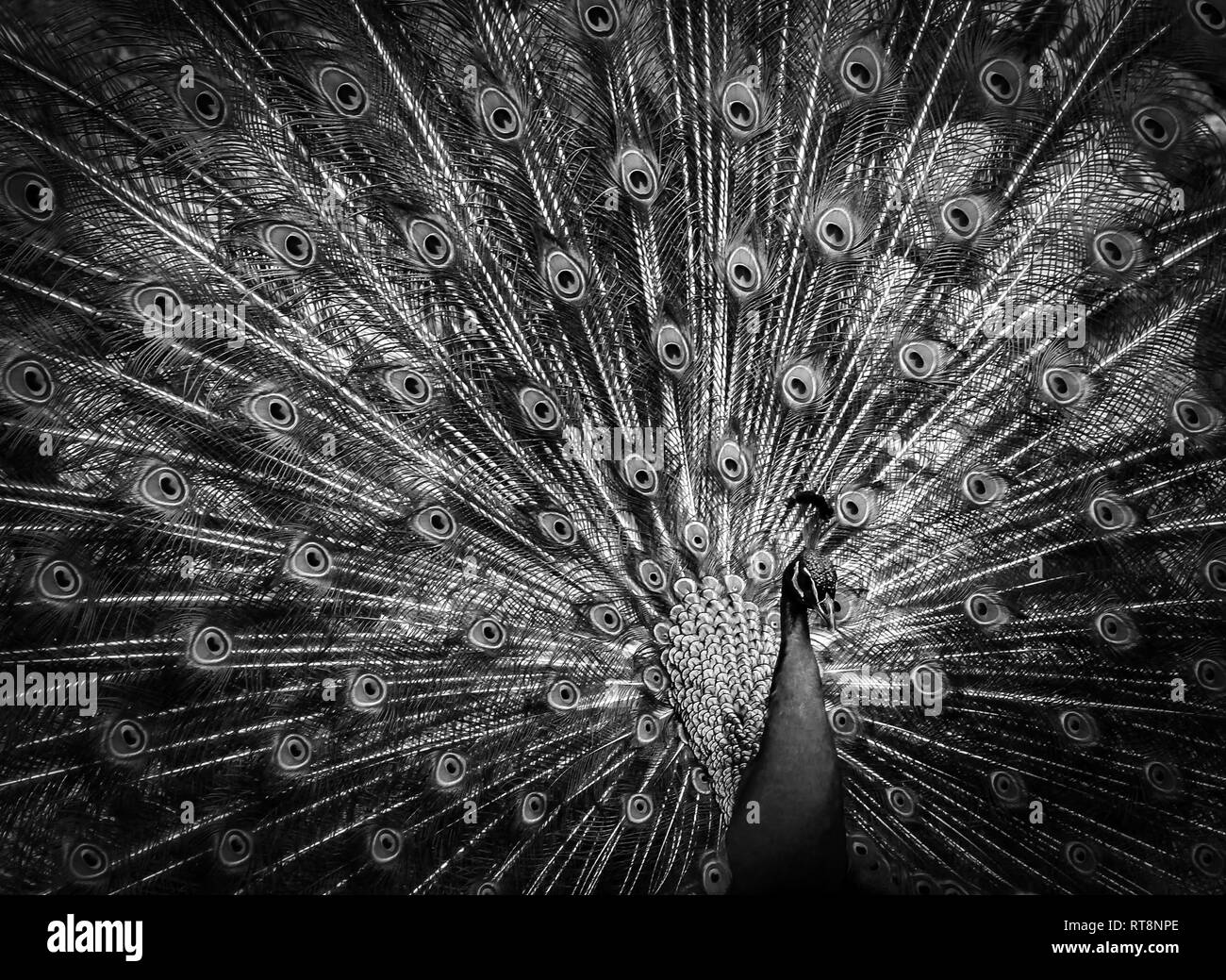 Peacock ritratto vestito Foto Stock