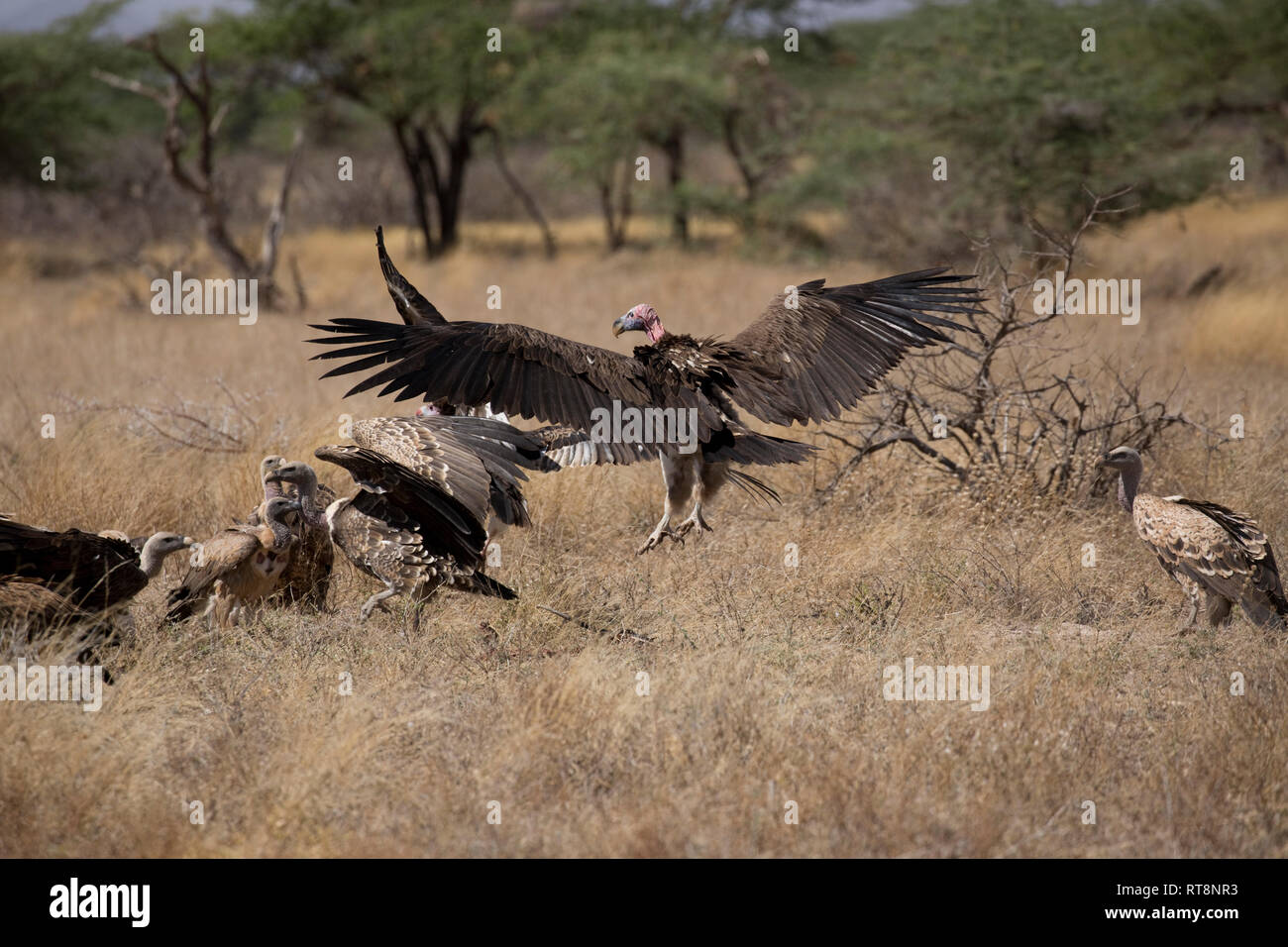 Falda-fronte o avvoltoio Nubiano, Torgos tracheliotos, atterraggio su kill, con gruppo di White-backed avvoltoi, Samburu Game Reserve, Kenya Foto Stock
