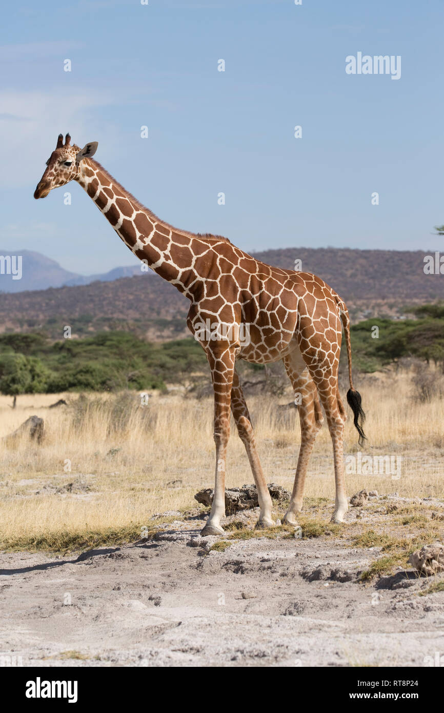 Materiale reticolato o una giraffa somala, Giraffa camelopardalis reticulata, in semi-aride praterie, Bufalo Springs riserva nazionale, Kenya Foto Stock