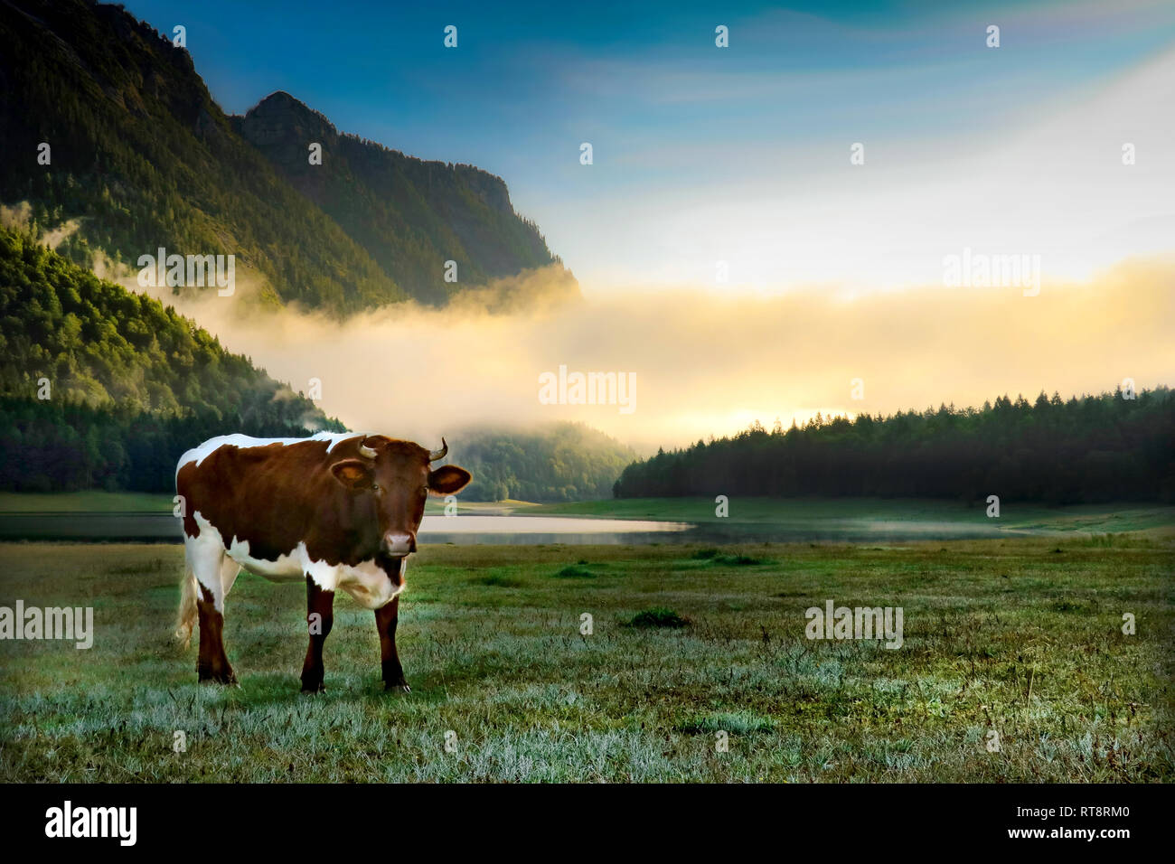 Felice vacca in erba verde al lago di montagna al mattino Foto Stock
