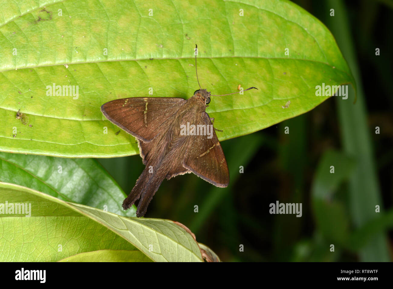 Long-tailed Skipper Butterfly (Urbanus proteus) a riposo sulla foglia, Panama, ottobre Foto Stock