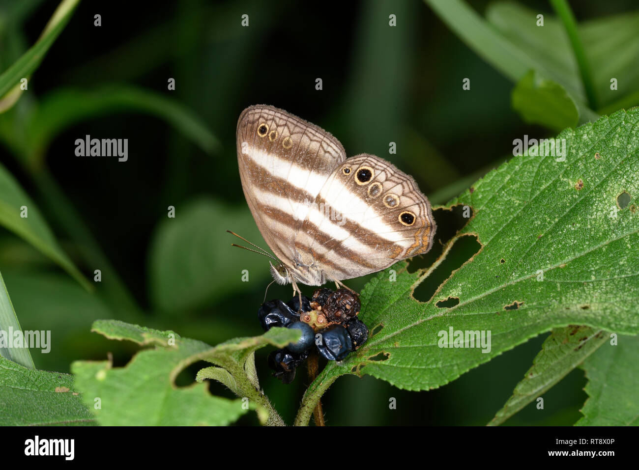 Hermes Satiro Butterfly (Hermeuptychia hermes) alimentazione su NERO bacche, Parco Nazionale di Soberania, Panama, ottobre Foto Stock