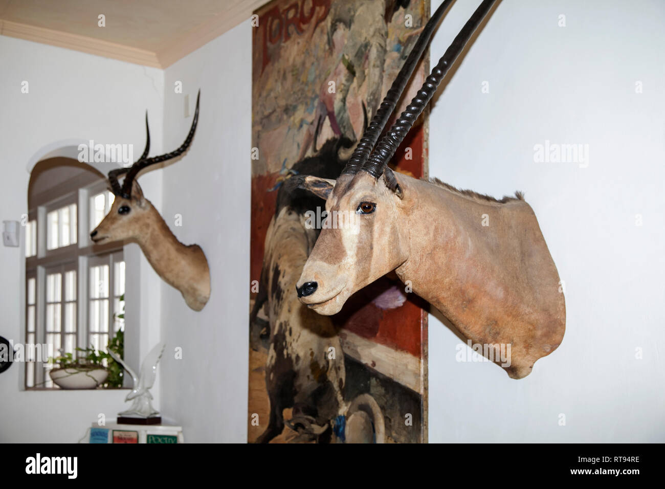 L'Avana, Cuba - 12 Gennaio 2013: la casa di Ernest Hemingway, Finca Vigía a San Francisco de Paula. Una vista della parete con le opere d'arte e teste Foto Stock