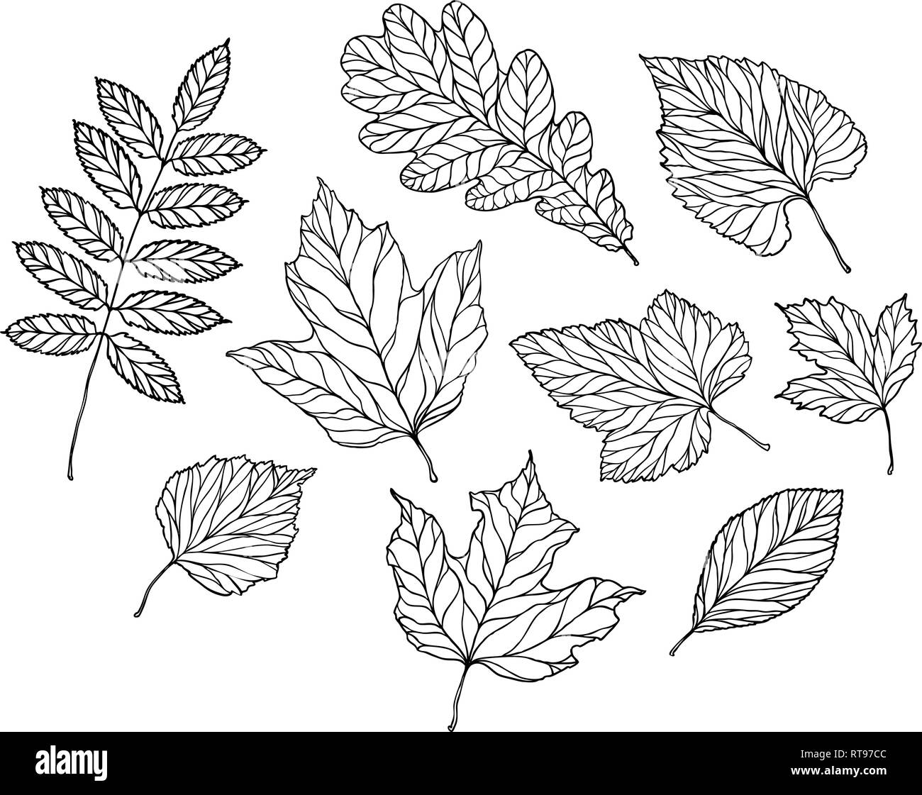 Set di foglie. Natura, fogliame sketch. Decorativo illustrazione vettoriale Illustrazione Vettoriale