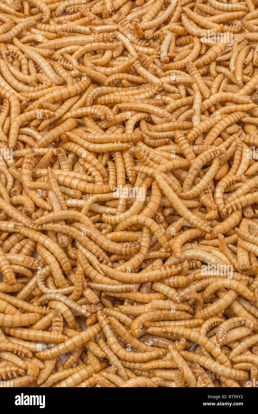Liofilizzato Mealworms,Tenebrio molitor. Metafora di mangiare i bug, mangiando insetti, entomofagia, insetti commestibili, bizzarro alimenti, commestibile, gli insetti possono di worms. Foto Stock