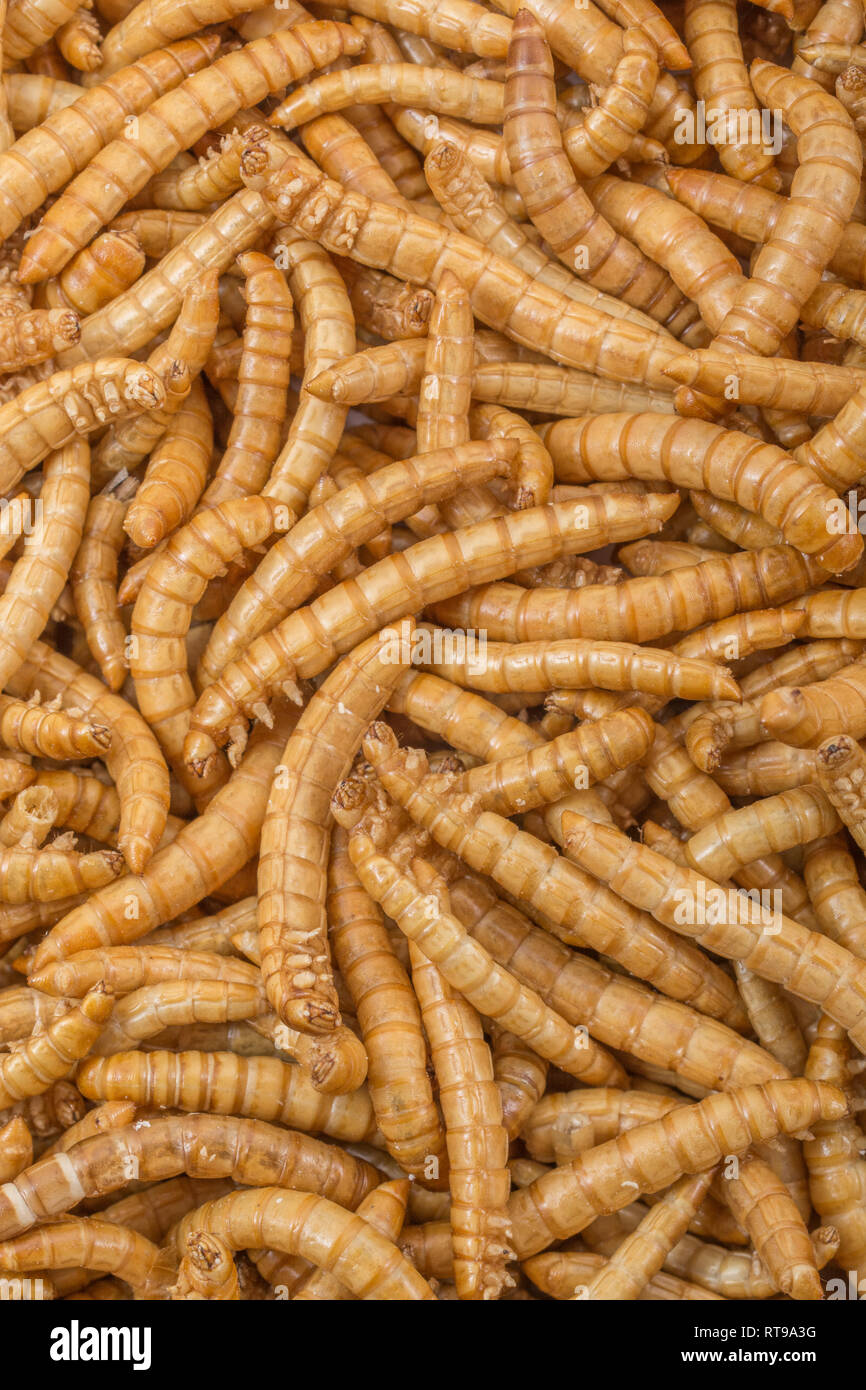 Liofilizzato Mealworms, Tenebrio molitor. Metafora di mangiare i bug, mangiando insetti, entomofagia, insetti commestibili, bizzarro alimenti.insetti commestibili, può di worms. Foto Stock