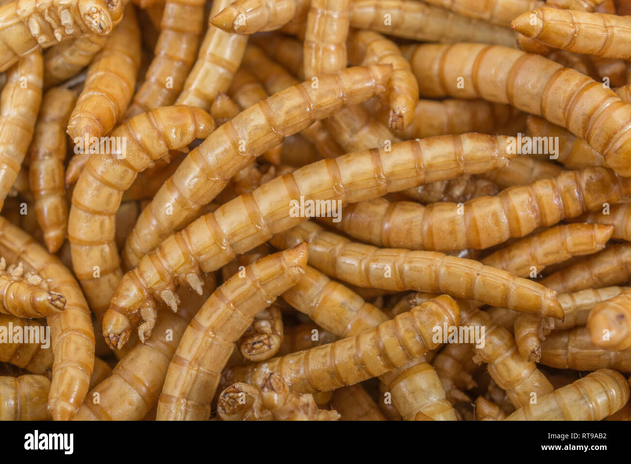 Prodotti commestibili liofilizzato Mealworms / Tenebrio molitor. Metafora di mangiare i bug, mangiando insetti, entomofagia, insetti commestibili, bizzarro alimenti, insetti commestibili. Foto Stock