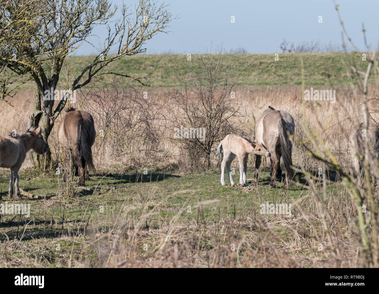 Dutch National Park Slikken van Heen con cavalli Konik con giovani puledro di bere il latte con la madre che passa nel paesaggio invernale Foto Stock
