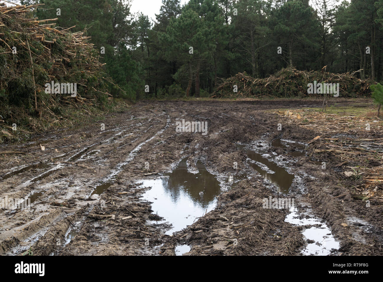 Strada fangosa con pozzanghere di acqua nella foresta Foto Stock