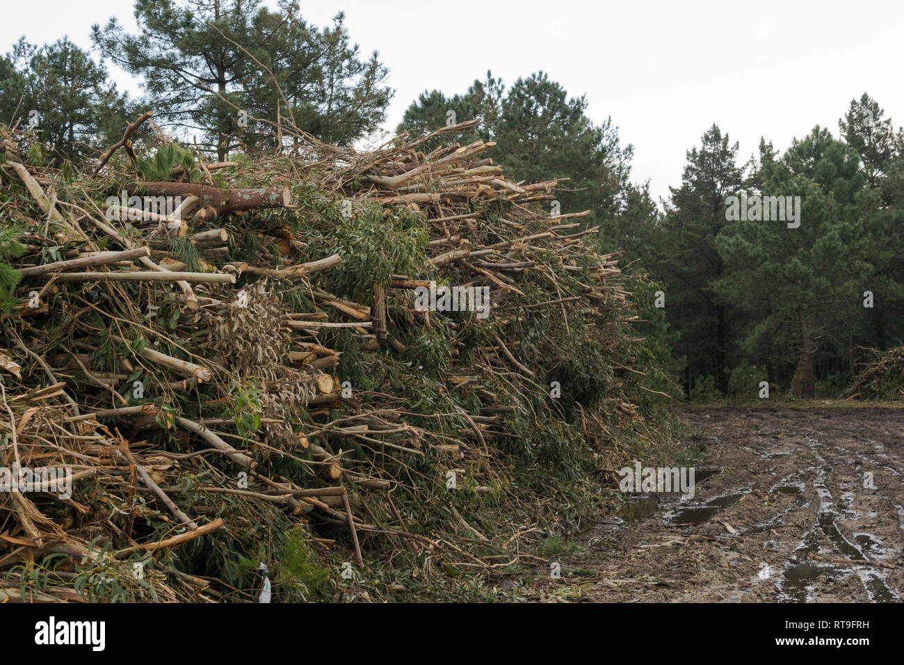 Mazzetto di rami e tronchi di alberi impilati su una strada fangosa nella foresta Foto Stock