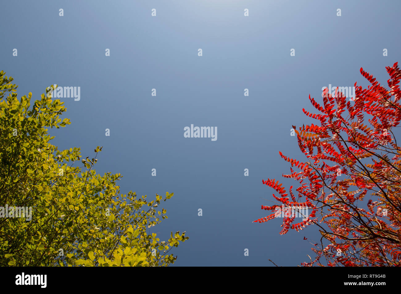 Albero con estate verde fogliame e albero con red fogliame di autunno contro il cielo blu Foto Stock