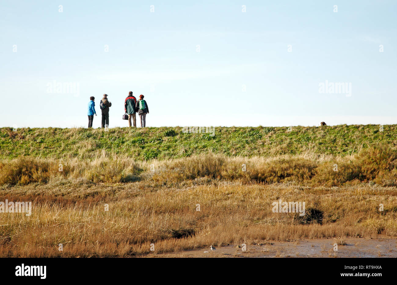 Quattro escursionisti sulla costa di Norfolk percorso sulla banca di inondazioni nel nord di Norfolk a Thornham, Norfolk, Inghilterra, Regno Unito, Europa. Foto Stock