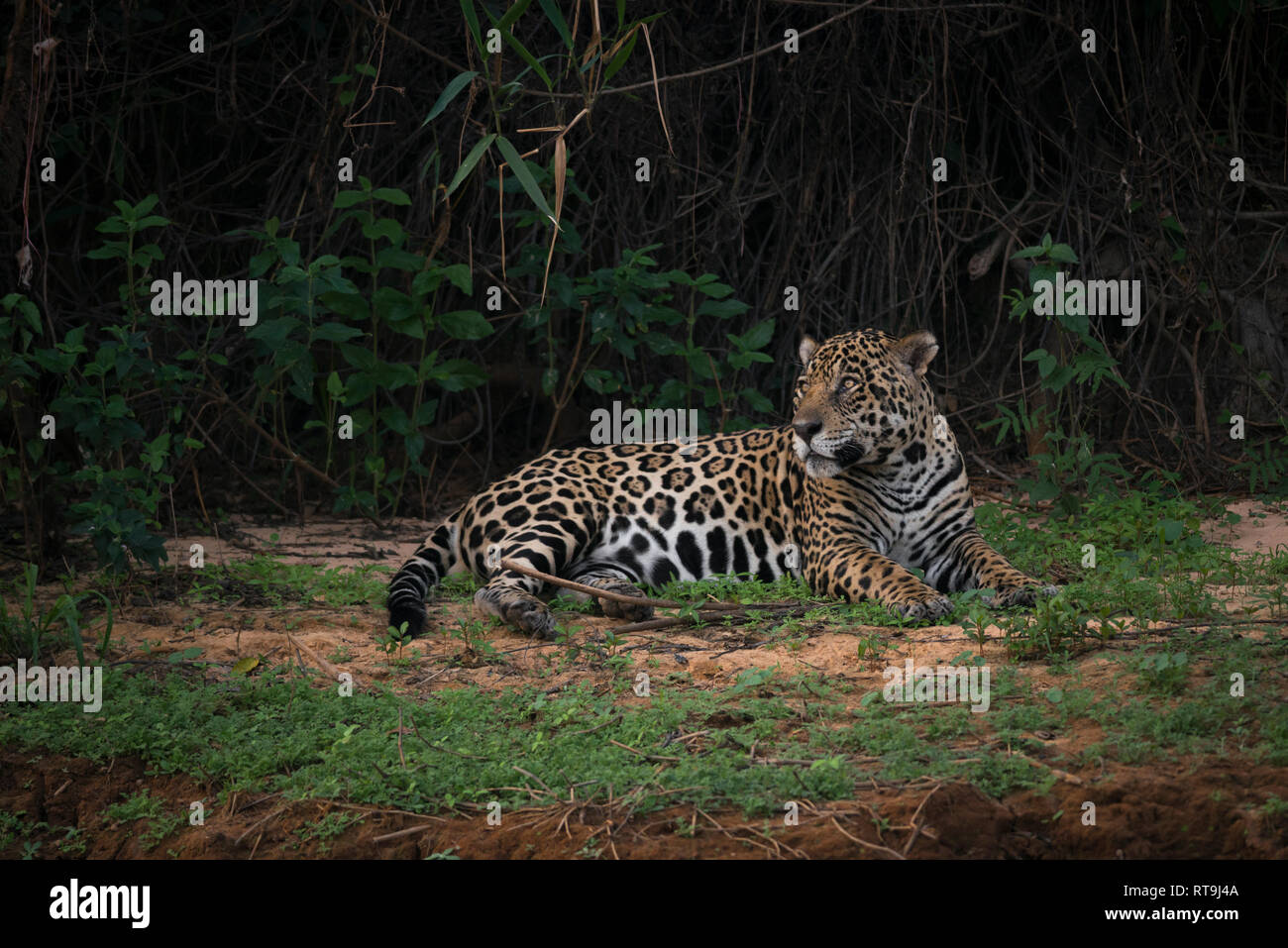 Una Jaguar in appoggio su di un argine nel Pantanal del Nord, Brasile Foto Stock