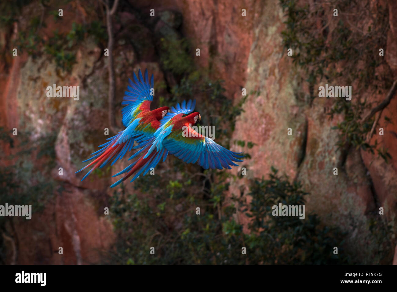 Una coppia di rosso-verde Macaws fly all'interno di una dolina nel Mato Grosso do Sul, Brasile Foto Stock