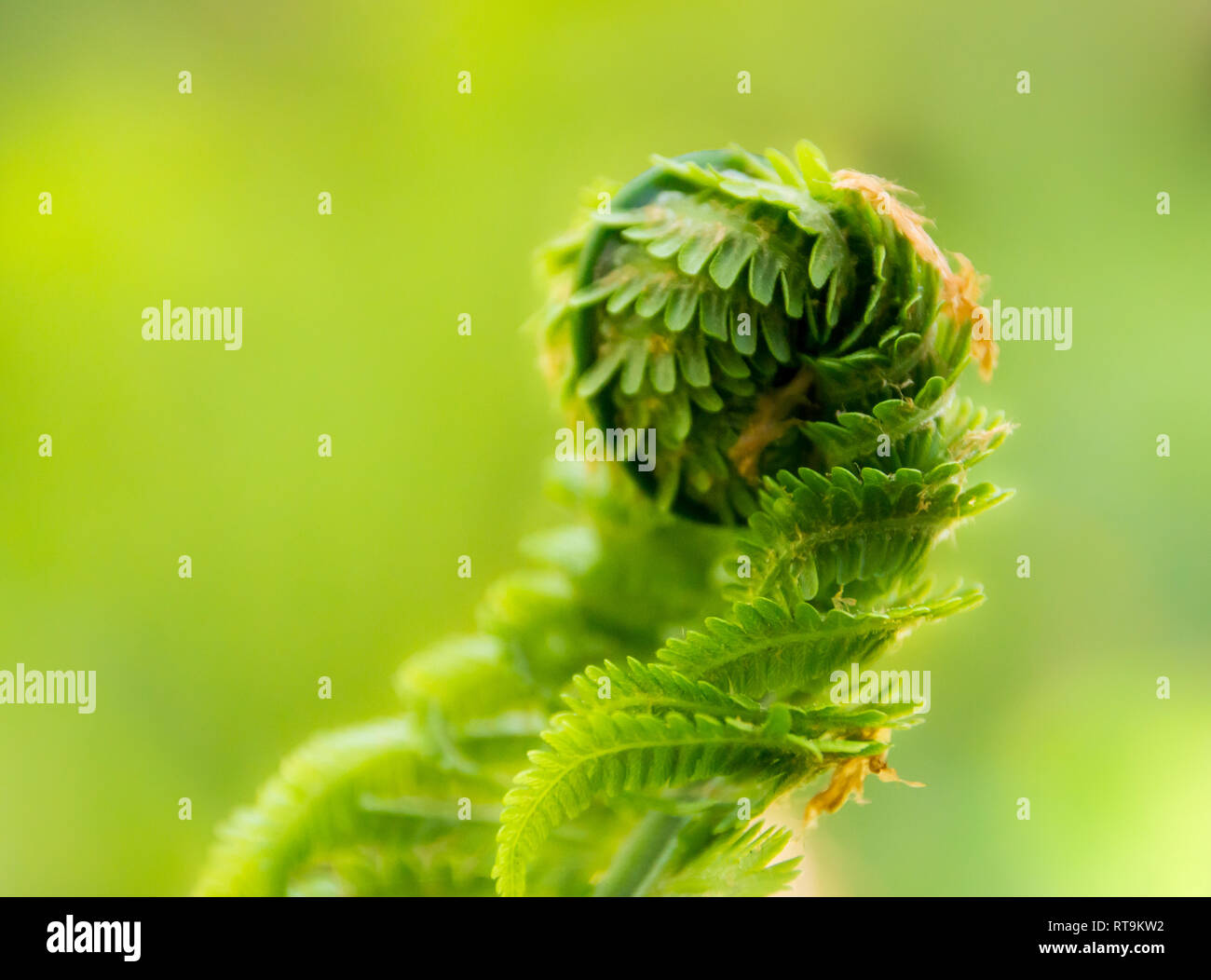 Giovane foglia di felce conformata in una spirale di ricci Foto Stock