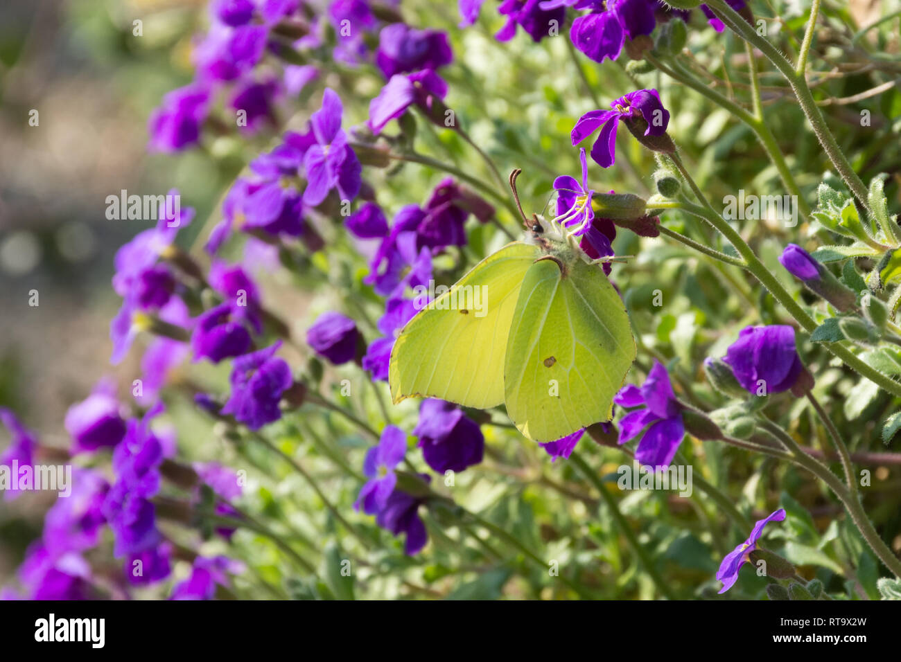 Maschio di brimstone butterfly (Gonepteryx rhamni) nectaring su aubretia viola (aubrieta) fiori verso la fine di febbraio, Surrey, Regno Unito. Primi insetti emergenti. Foto Stock
