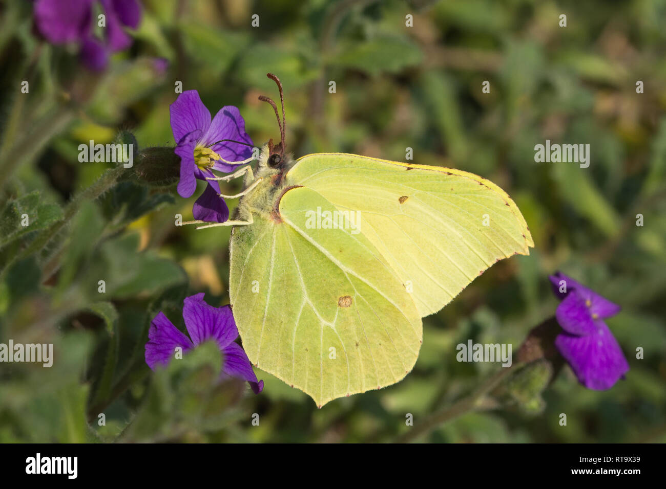 Maschio di brimstone butterfly (Gonepteryx rhamni) nectaring su aubretia viola (aubrieta) fiori verso la fine di febbraio, Surrey, Regno Unito. Primi insetti emergenti. Foto Stock