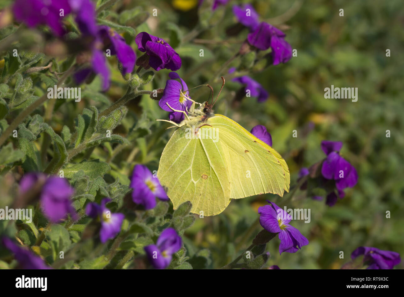 Maschio di brimstone butterfly (Gonepteryx rhamni) nectaring su aubretia viola (aubrieta) fiori verso la fine di febbraio, Surrey, Regno Unito. Primi insetti emergenti. Foto Stock
