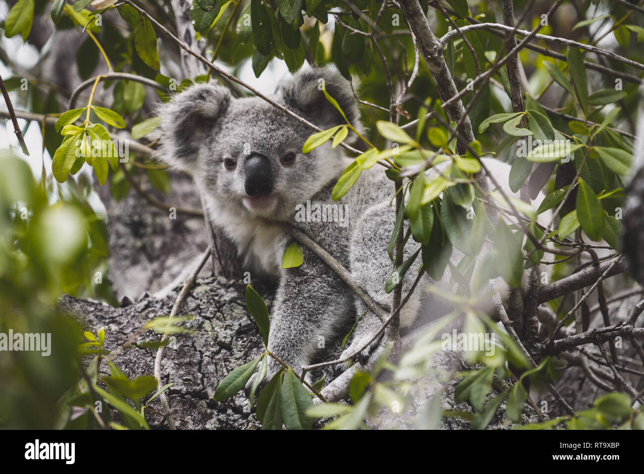 orso di Koala Foto Stock