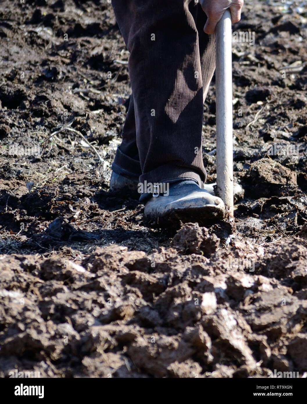 Il vecchio uomo coltivando lo sporco con una pala in galoshes Foto Stock