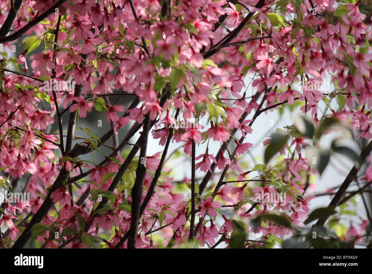Bella coltivata fioritura Prunus sargentii, ciliegia del Sargent, ciliegia della collina giapponese del Nord, pianta che cresce nel giardino dei fiori. Foto Stock