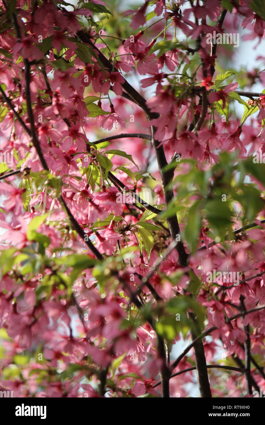 Bella coltivata fioritura Prunus sargentii, ciliegia del Sargent, ciliegia della collina giapponese del Nord, pianta che cresce nel giardino dei fiori. Foto Stock