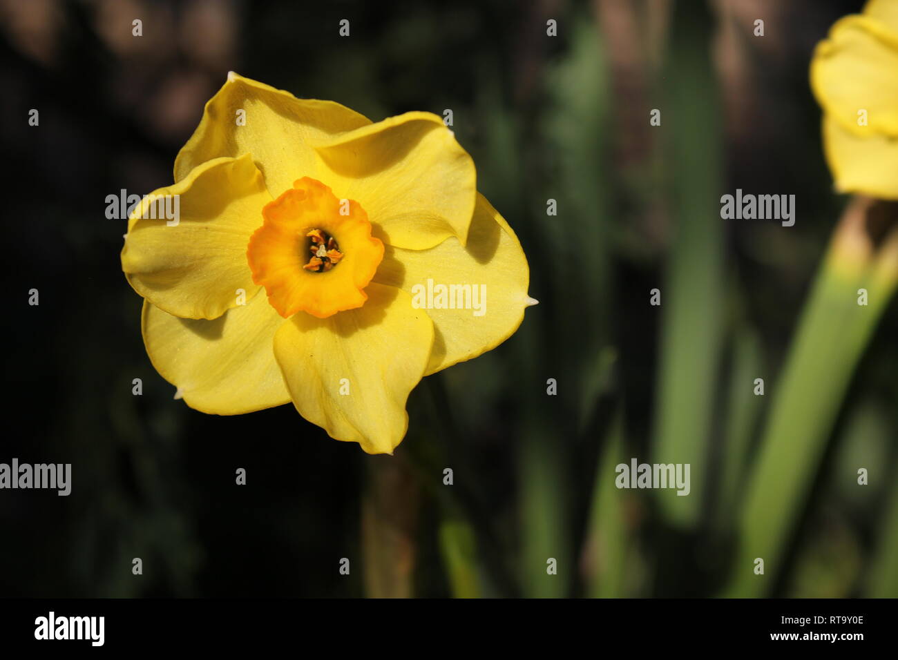 Bella coltivata gialla fioritura Daffodil, Narcissus, daffadowndilly, jonquil, pianta che cresce nel giardino. Foto Stock