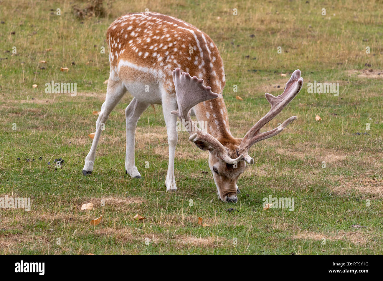 Daini (Dama Dama) alimentazione in Prato Foto Stock