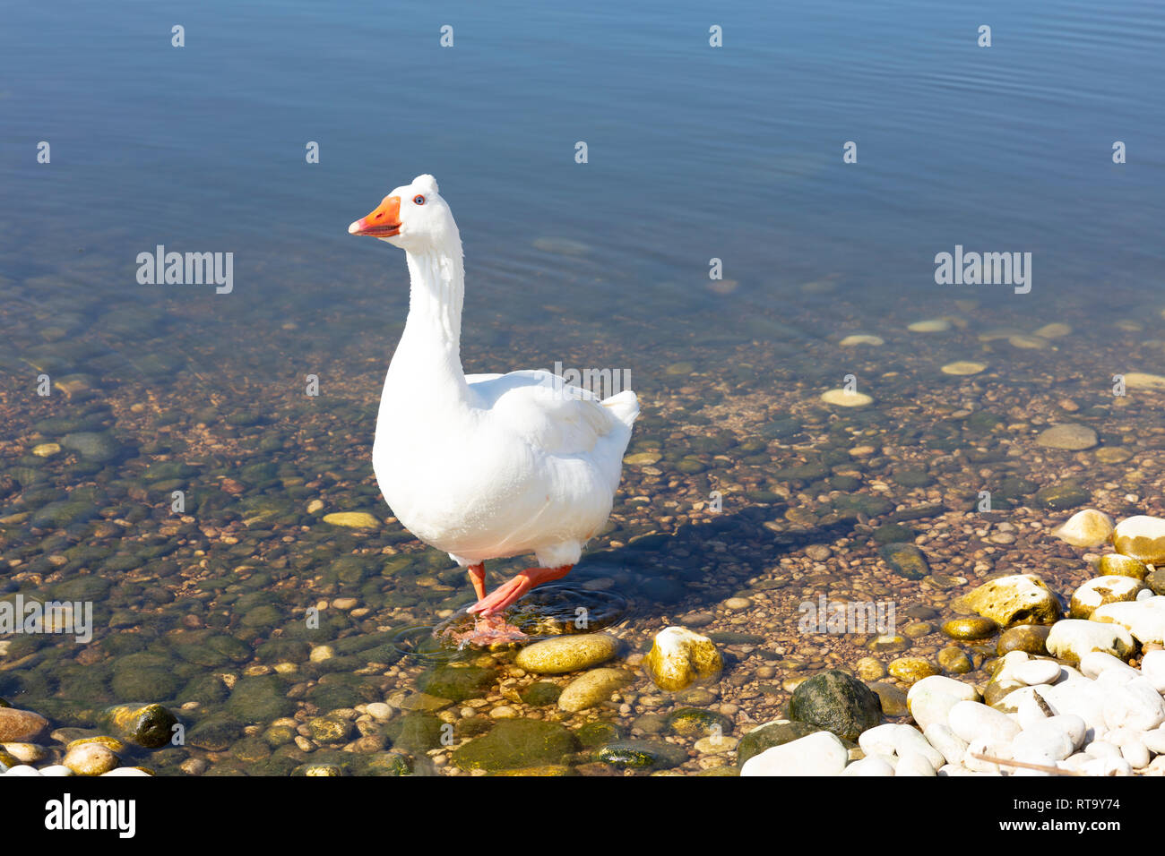 Un oca bianca passeggiando lungo la riva di un fiume Foto Stock