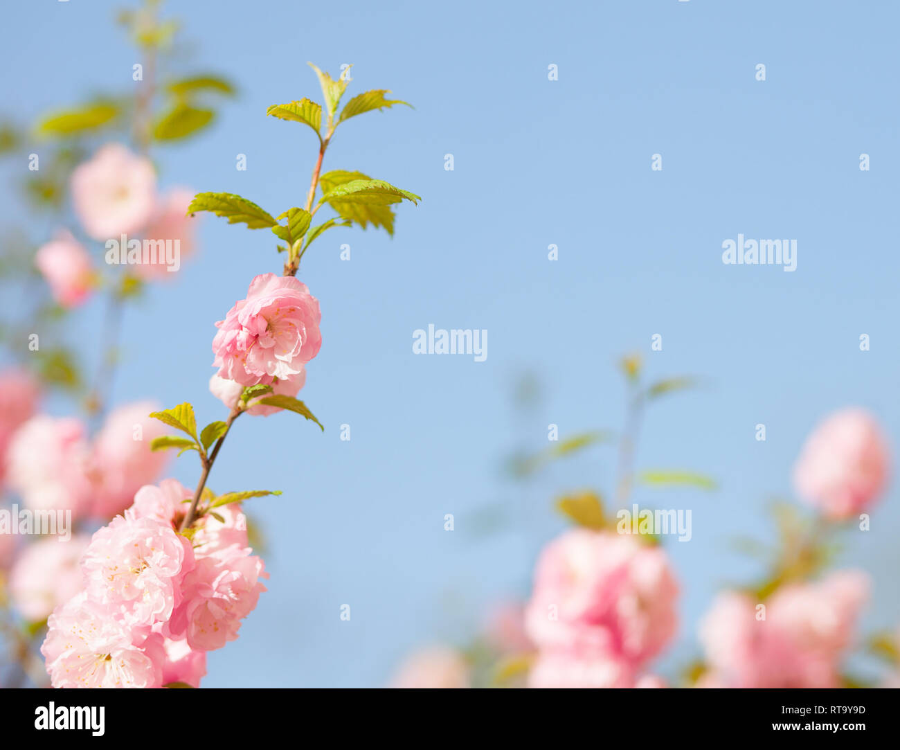 Un ramo con splendidi fiori rosa contro il cielo blu. Amygdalus triloba. molto leggera profondità di campo a. Foto Stock