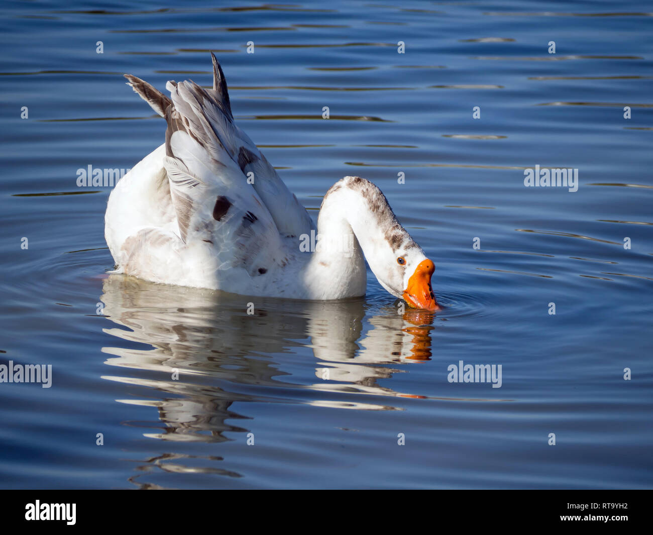 Un oca bianca salse la sua bolletta Orange in blu e di acqua di stagno delle anatre nel Corpus Christi, Texas USA. Foto Stock