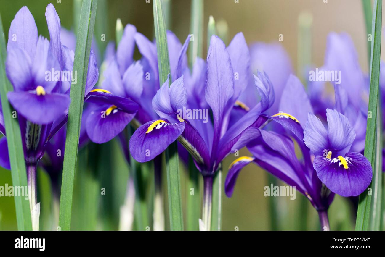 Iris reticulata "Harmony". Foto Stock
