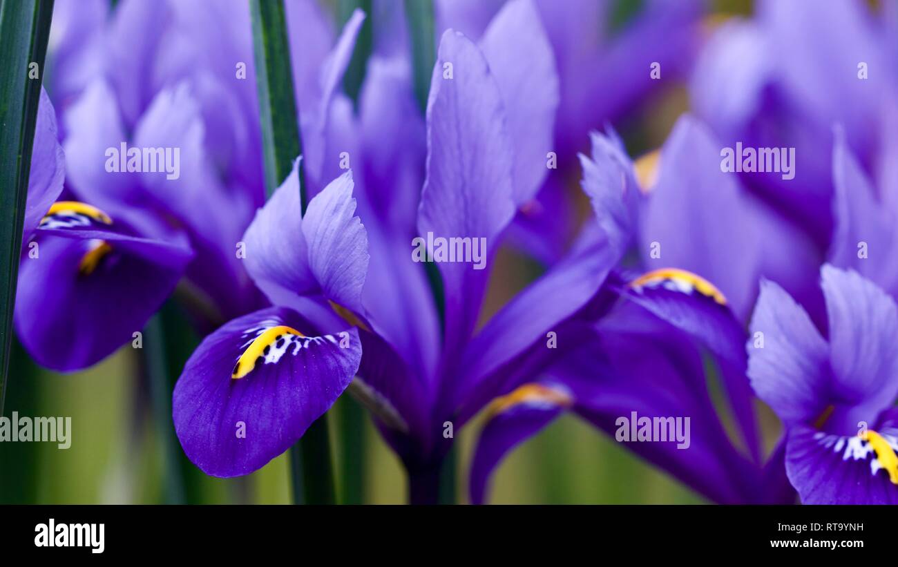 Iris reticulata "Harmony". Foto Stock