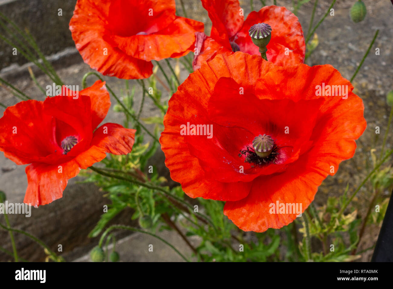 In prossimità di un comune, di papavero (Papaver rhoeas, papavero comune di mais, semi di papavero, rosa di mais, campo papavero, Fiandre papavero, o di papavero rosso Foto Stock