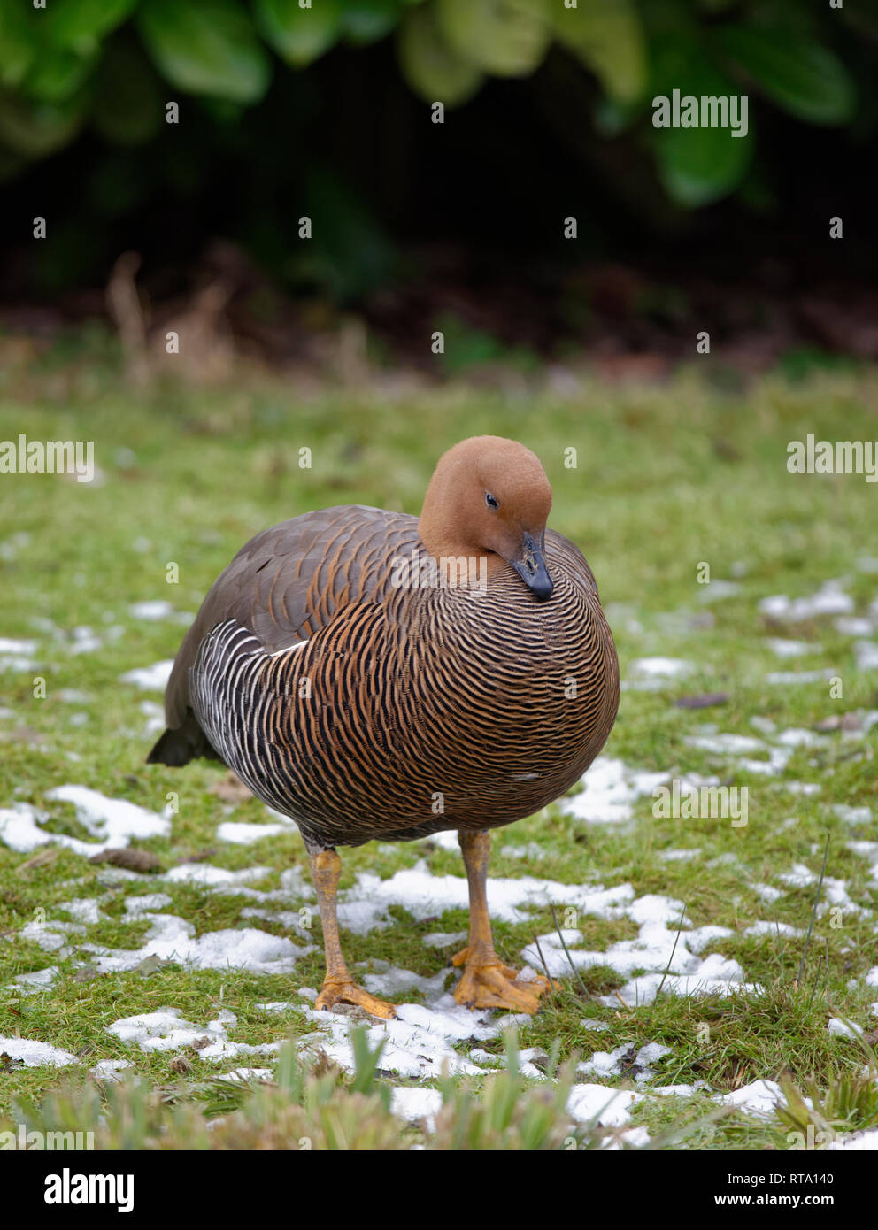 Falkland oca montane o maggiore Magellan Goose - Chloephaga picta femmina leucoptera dalle Isole Falkland Foto Stock