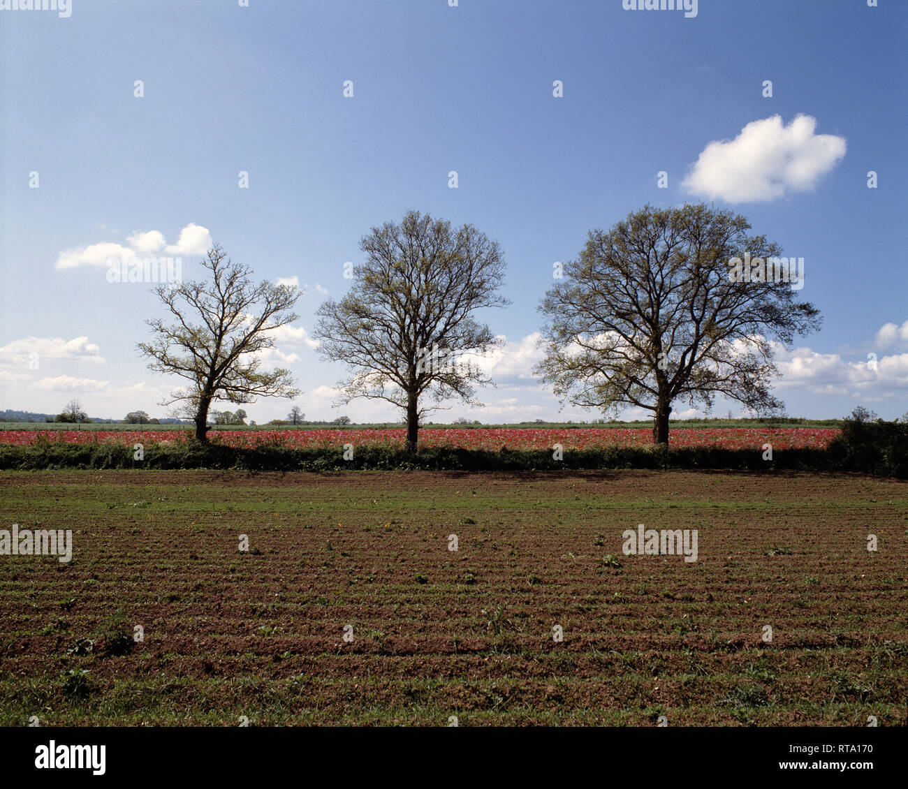 Regno Unito. In Inghilterra. Somerset. L'agricoltura. Campo Arato con fila di alberi. Foto Stock