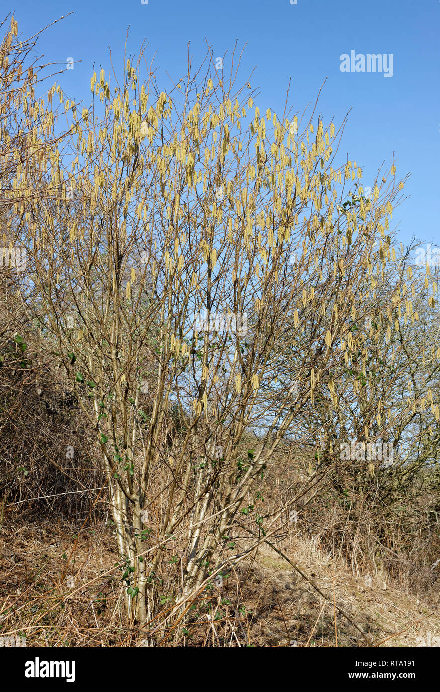 Nocciolo comune - Corylus avellana boccola elastica con amenti Foto Stock