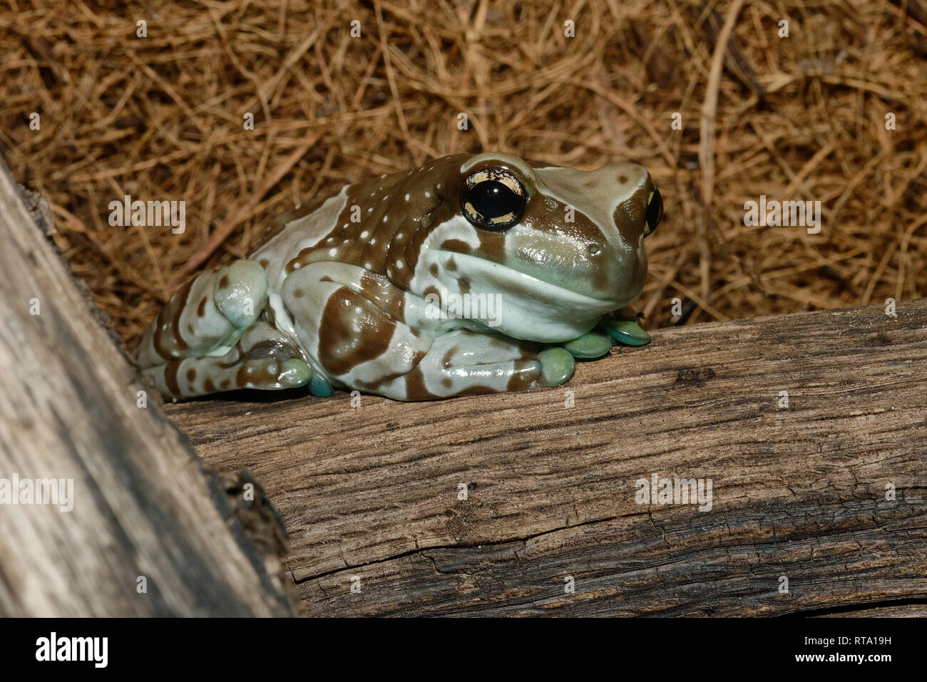 Amazon latte Rana - Trachycephalus resinifictrix dalla foresta amazzonica Foto Stock