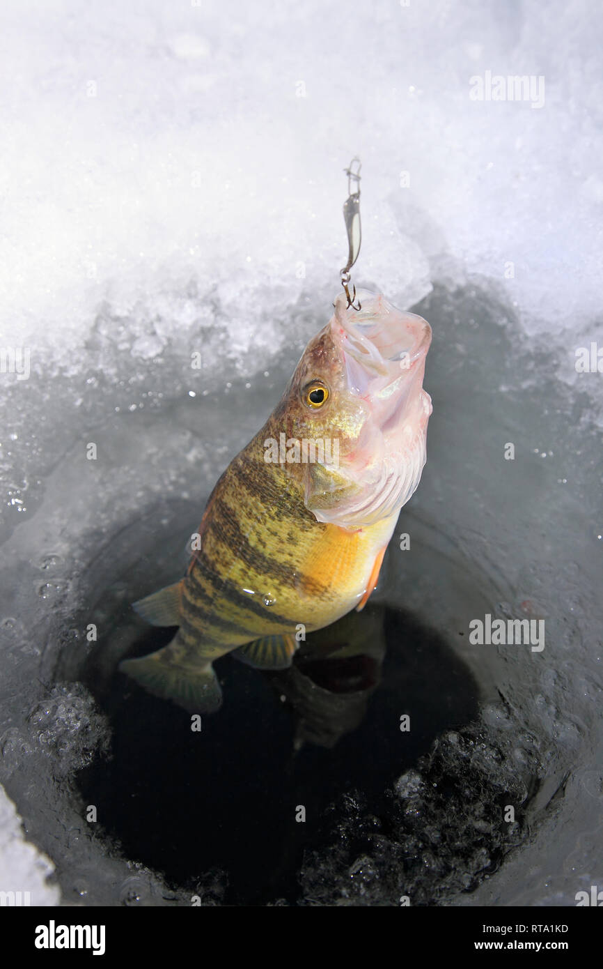 Giallo pesce persico di essere catturati in un foro di ghiaccio con esca in bocca Foto Stock