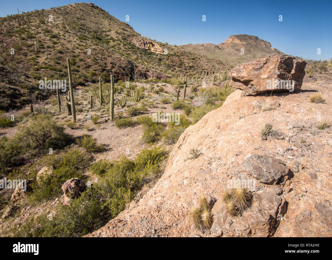 Suggestivi paesaggi del serbatoio Wildhorse e canyon, organo a canne Cactus monumento nazionale, sud-central Arizona, USA, Ajo Mountain Loop Road Drive Foto Stock