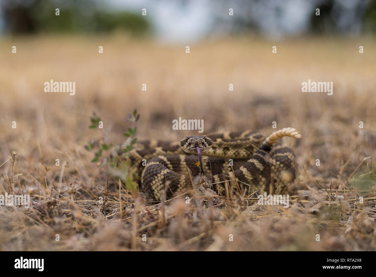 Un Pacifico settentrionale Rattlesnake analizzando il fotografo, in un ambiente caldo e nuvoloso pomeriggio nel nord della California. Foto Stock