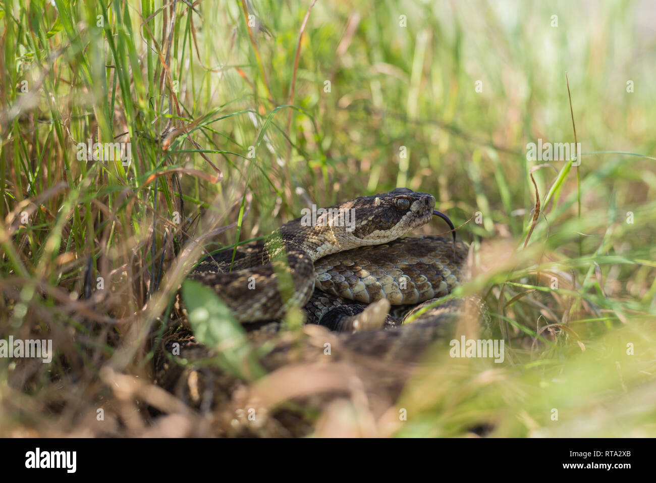 Un grande Pacifico settentrionale Rattlesnake fotografato vicino alla sua den a metà primavera, in un caldo pomeriggio di marzo. Foto Stock